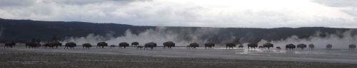 R0019717_Yellowstone_BisonAndGeysers.jpg