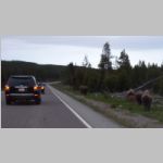 R0019728_Yellowstone_Bison.jpg