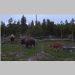 R0019733_Yellowstone_4Bison.jpg