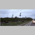 R0019736_Yellowstone_Bison.jpg