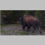 R0019737_Yellowstone_Bison.jpg