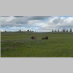 R0020006_Yellowstone_Bison.jpg