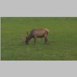 R0020026_Yellowstone_Elk.jpg