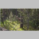 R0020203_Yellowstone.jpg