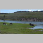 R0020229_YellowstoneRiverAndBison.jpg