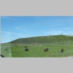 R0020234_Yellowstone_Bison.jpg