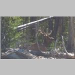 R0020245_Yellowstone_Elk.jpg