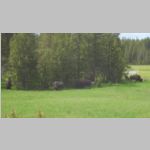 R0020334_Yellowstone_Bison.jpg
