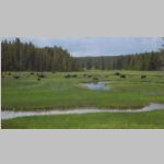 R0020339_Yellowstone_Bison.jpg