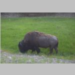 R0020424_Yellowstone_Bison.jpg