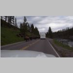 R0020440_Yellowstone_Bison.jpg