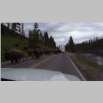 R0020441_Yellowstone_Bison.jpg