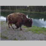 R0020445_Yellowstone_Bison.jpg
