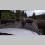 R0020446_Yellowstone_Bison.jpg