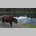 R0020448_Yellowstone_Bison.jpg