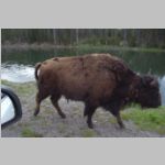 R0020450_Yellowstone_Bison.jpg