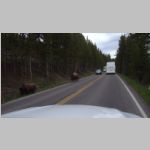R0020451_Yellowstone_Bison.jpg