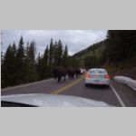 R0020455_Yellowstone_Bison.jpg