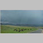 R0020477_Yellowstone_LamarValley_Bison.jpg