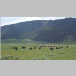 R0020483_Yellowstone_LamarValley_Bison.jpg