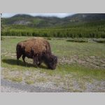 R0020639_Yellowstone_Bison.jpg