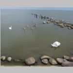 R0017245_Lithuania_Nida_Swans.jpg