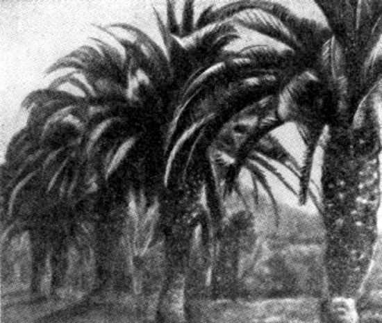 Paisaje subtropical. Avenida de palmeras en el parque de la ciudad de Gagra, en el litoral del Cáucaso